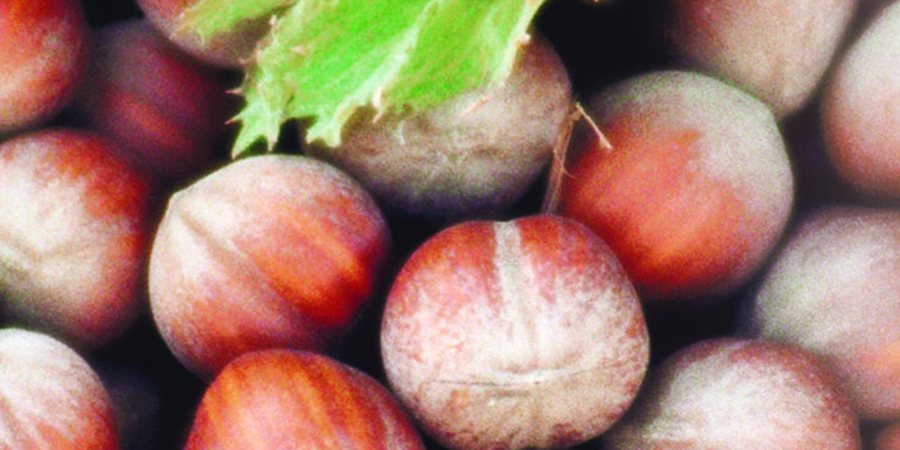 Nocciola di Giffoni