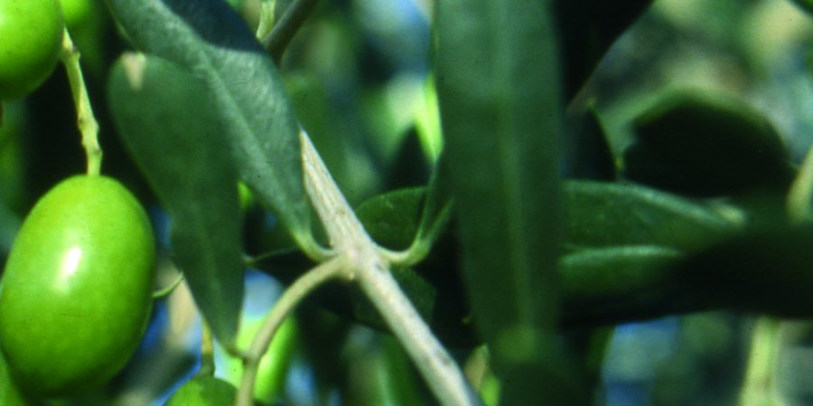 olio colline salernitane
